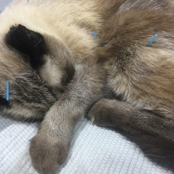 veterinaria-acupuntura-felina